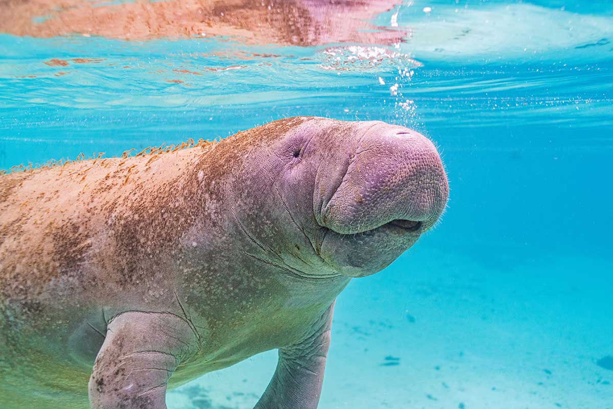 j How to see Manatees in Florida